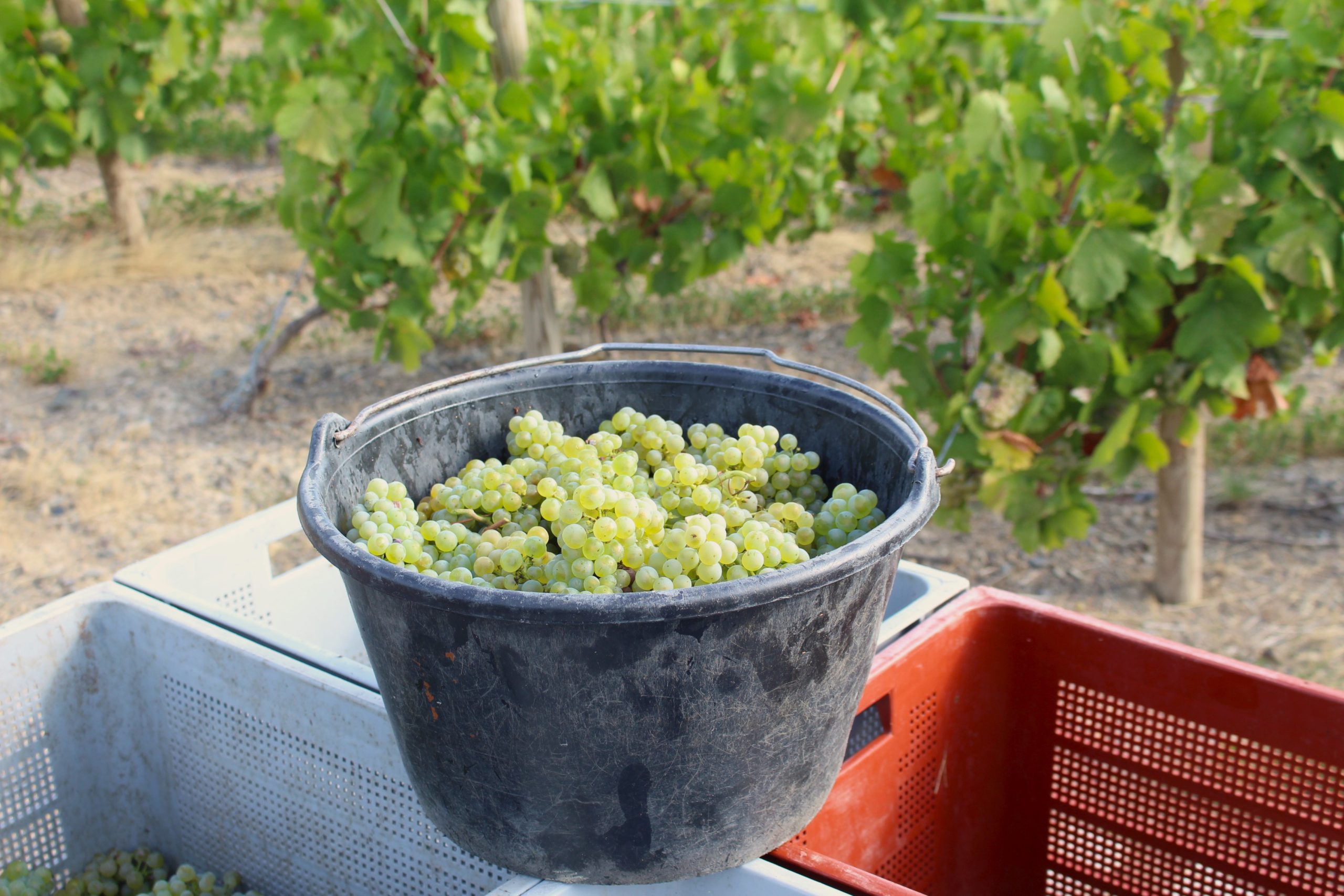 Saut vendanges en blanc chardonnay